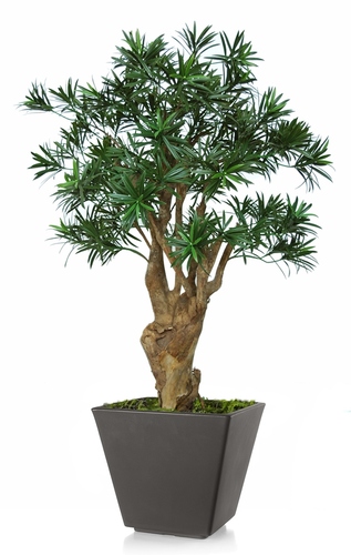 Podocarpus Robustina 100 cm Green